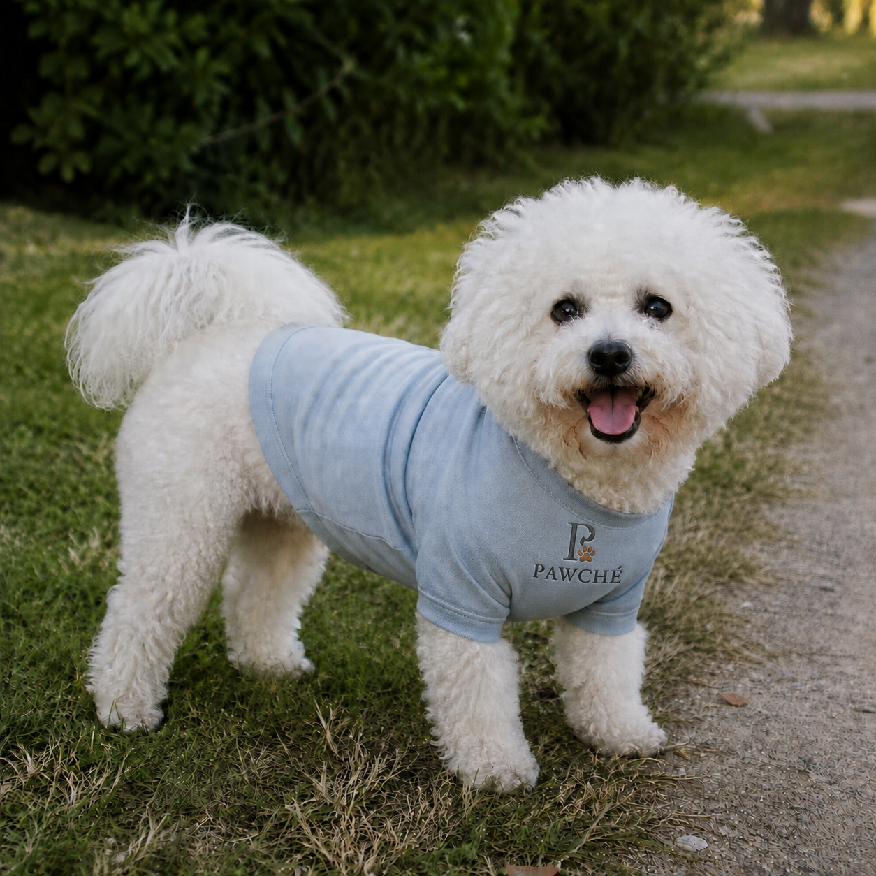 Poppy, a Bichon Frise · 1 yr